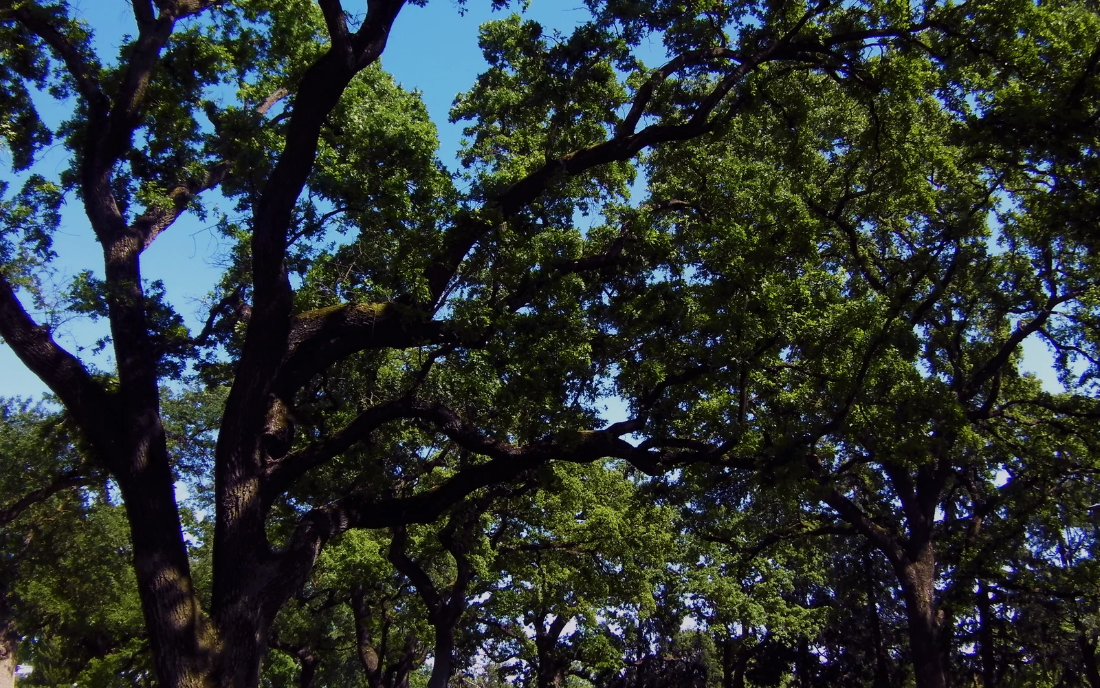Broad heritage oak canopy shading Elk Grove Regional Park